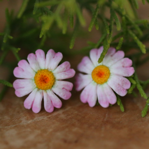 Pink Daisy Flower Ear Studs